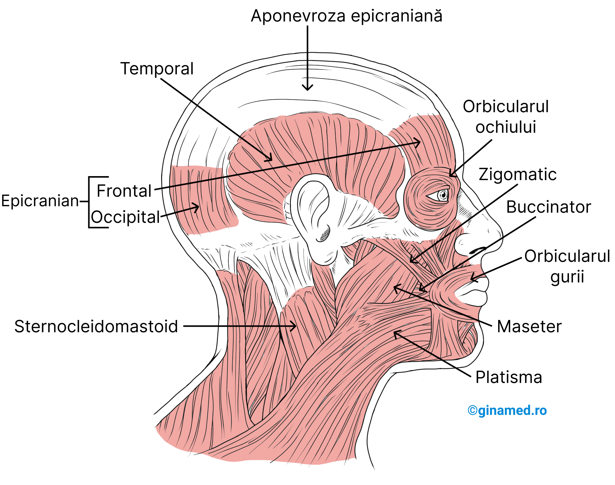copil flexând mușchiul