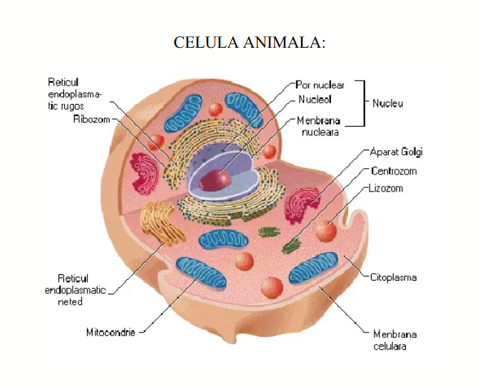 Celula animală