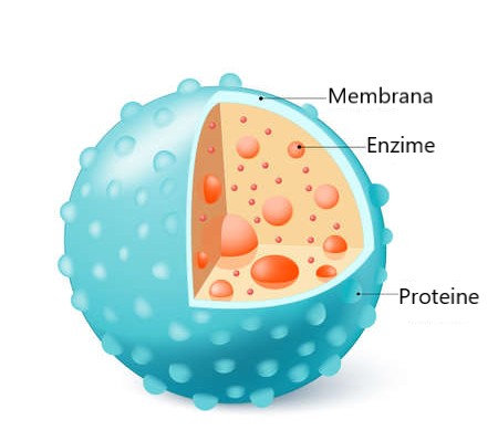 Structura lizozomului