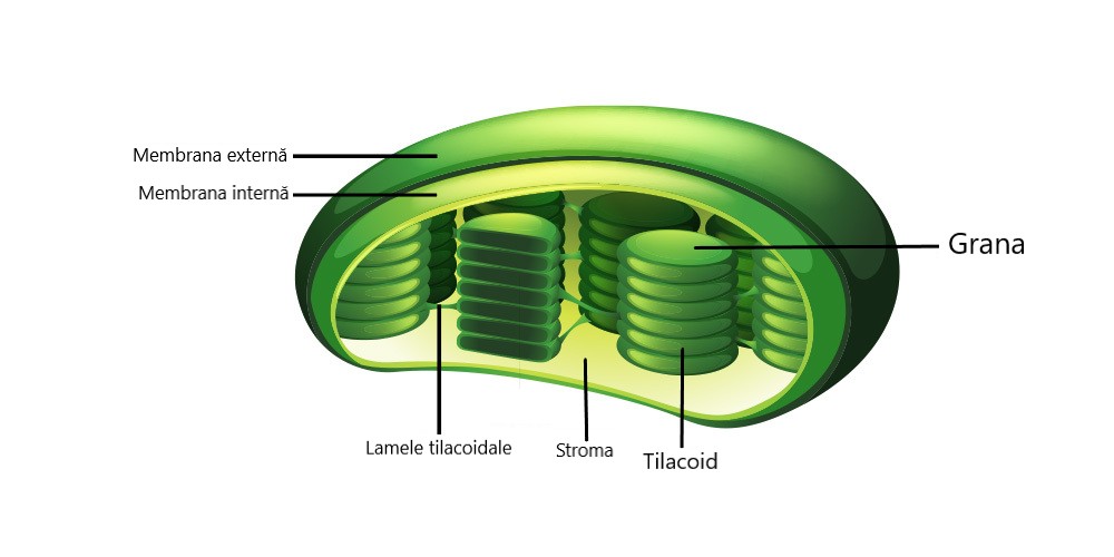 Structura plastidelor