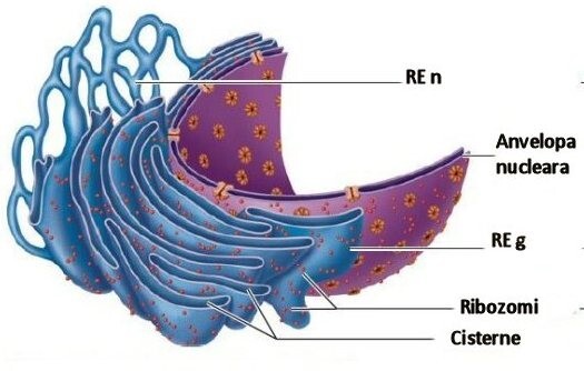 Reticulul Endoplasmatic